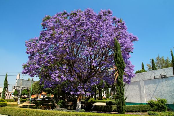 Cost of Jacaranda Pruning in Parker