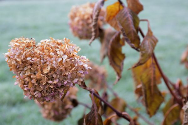 Cost of Hydrangea Removal in Parker