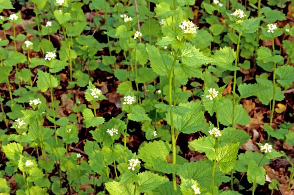 Cost of Garlic Mustard Removal in Parker