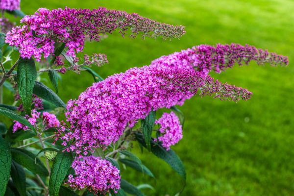 Cost of Butterfly Bush Removal in Parker