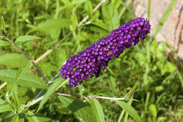 Butterfly Bush Pruning in Parker