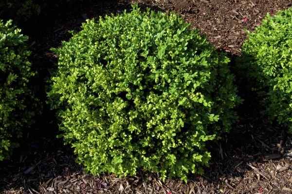 Cost of Boxwood Removal in Parker