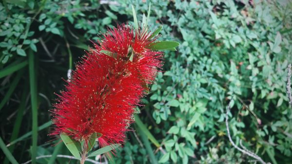 Cost of Bottlebrush Pruning in Parker