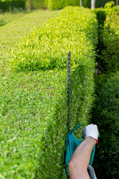 Hedge Trimming in Parker