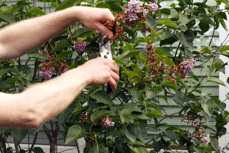 Butterfly Bush Pruning