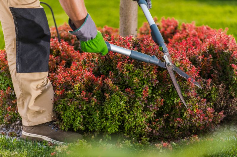 Professional Shrub Maintenance