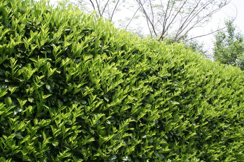 Healthy Green Shrubs