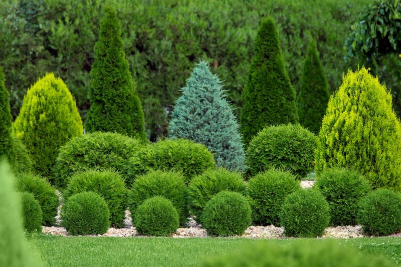 Shaping Shrubs